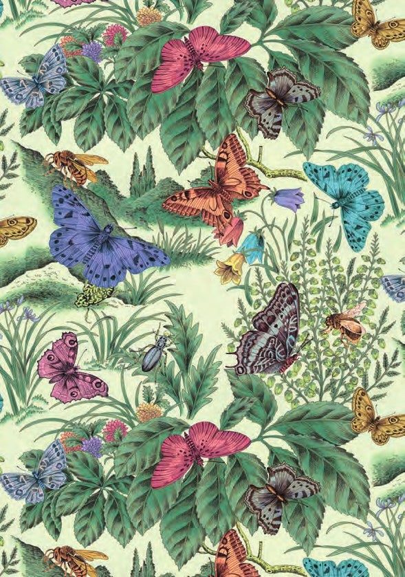 Lepidoptera
